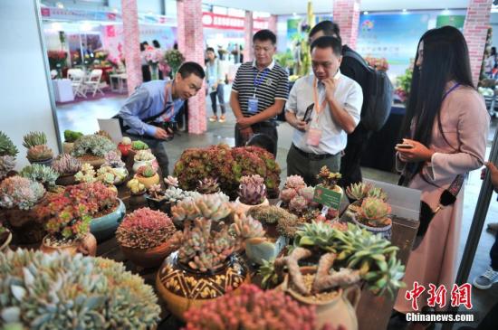 6月22日，第十八届中国昆明国际花卉展在昆明举办，来自国内外的专家客商齐聚春城开展交流合作。云南素有“花卉王国”之称，拥有1500种以上的花卉植物。图为近年来市场火爆的多肉植物受到众多客商的关注。 记者 刘冉阳 摄