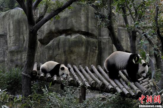 图为母子大熊猫“奇珍”和“真真”正在嬉戏。安源 摄