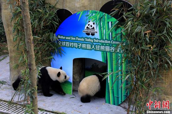资料图：图为母子大熊猫“奇珍”和“真真”正在嬉戏。崔凯 摄
