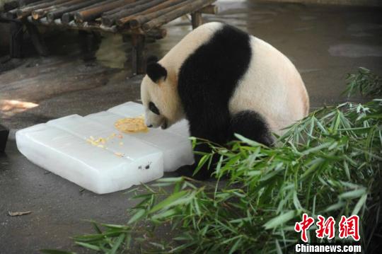 图为大熊猫在空调房里与冰块相伴。　司新利 摄